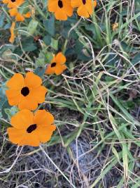 Thunbergia alata image