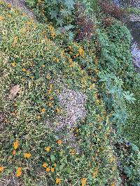 Thunbergia alata image