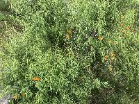 Thunbergia alata image