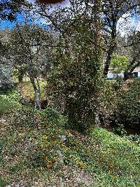 Thunbergia alata image