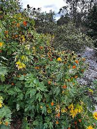 Thunbergia alata image