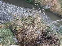 Thunbergia alata image