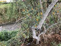 Thunbergia alata image