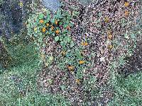 Thunbergia alata image