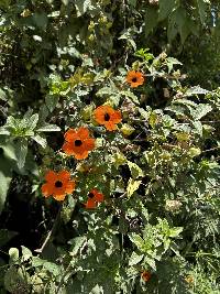 Thunbergia alata image