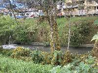 Thunbergia alata image