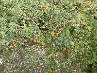 Thunbergia alata image