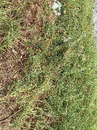 Thunbergia alata image