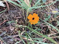 Thunbergia alata image