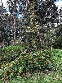 Thunbergia alata image
