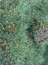 Thunbergia alata image