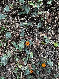 Thunbergia alata image
