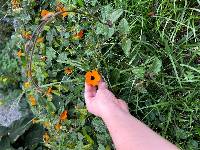 Thunbergia alata image