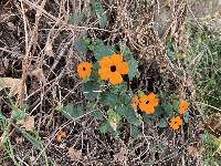 Thunbergia alata image