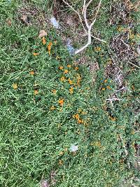 Thunbergia alata image
