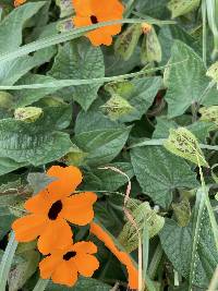 Thunbergia alata image