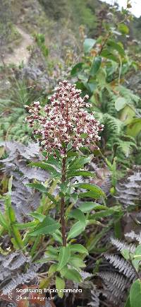 Media resource of Baccharis oblongifolia