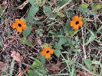 Thunbergia alata image
