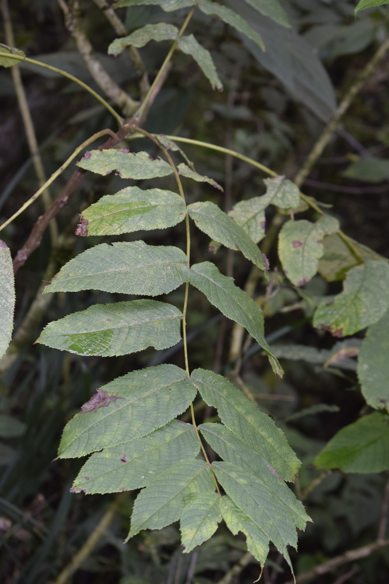 Juglandaceae image