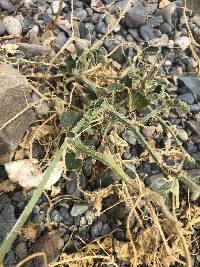Cucumis dipsaceus image
