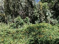 Thunbergia alata image