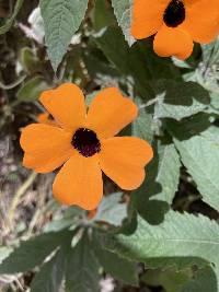 Thunbergia alata image