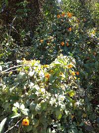 Thunbergia alata image