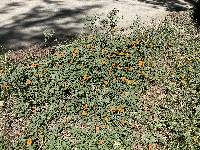 Thunbergia alata image