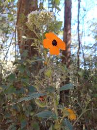 Thunbergia alata image