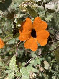 Thunbergia alata image