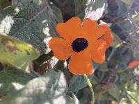 Thunbergia alata image