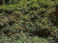 Thunbergia alata image