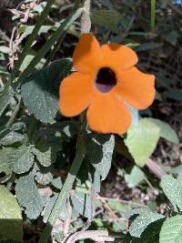 Thunbergia alata image