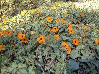 Thunbergia alata image