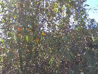 Thunbergia alata image