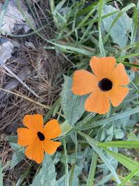 Thunbergia alata image
