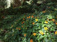 Thunbergia alata image