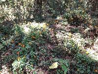 Thunbergia alata image