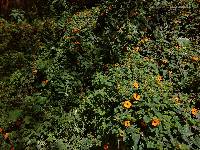 Thunbergia alata image