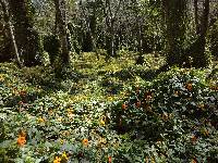 Thunbergia alata image