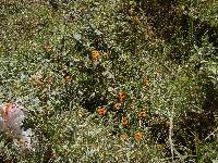 Thunbergia alata image