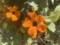 Thunbergia alata image