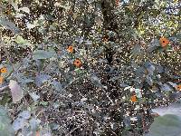 Thunbergia alata image