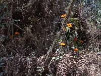 Thunbergia alata image