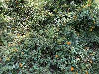 Thunbergia alata image