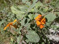 Thunbergia alata image
