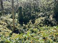 Thunbergia alata image