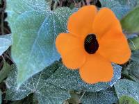 Thunbergia alata image