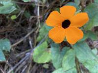 Thunbergia alata image