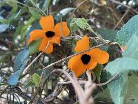 Thunbergia alata image